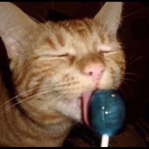 Meet your Posher, Teddy